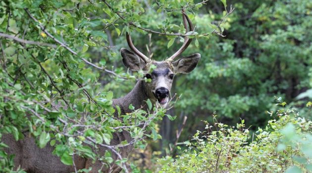 happy deer_resized