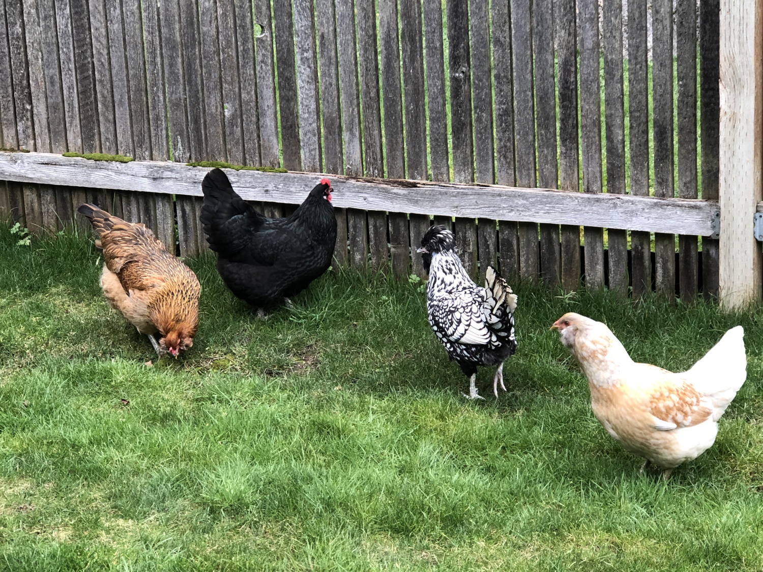 Chickens