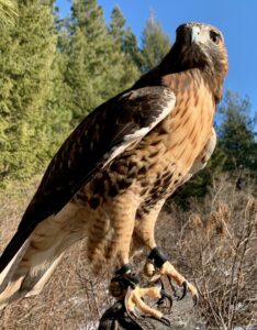 DFW Raptors – Hawks, Falcons, and Eagles – DFW Urban Wildlife